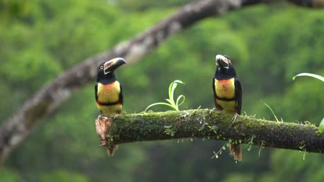 dos lindos pájaros aracari de orejas castañas descansando en una rama