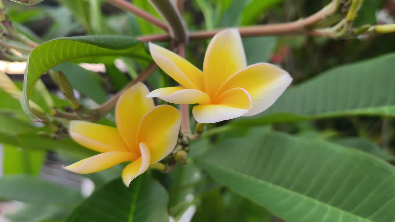 Un grappolo di freschi fiori bianchi di plumeria presenta centri gialli vivaci. Questi fiori in fiore ondeggiano delicatamente, rilasciando un aroma naturale dolce e calmante.