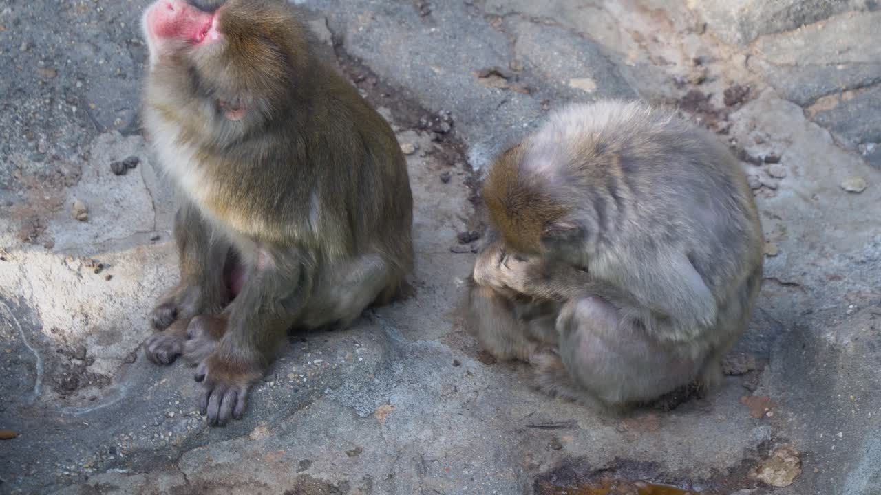 familia de madre macaca japonesa y su bebé en el zoológico de niños en el gran parque de seúl, ciudad de gwacheon, corea del sur - tiro de ángulo alto