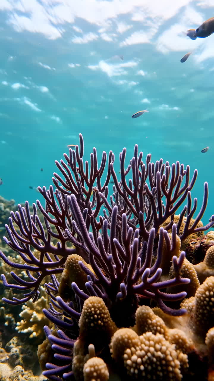 Corallo viola vivace e pesci in una colorata barriera corallina sottomarina