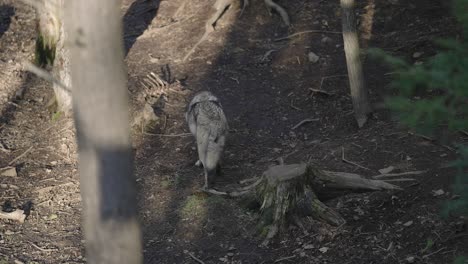 Ein-Einsamer-Grauer-Wolf,-Der-In-Den-Wäldern-Im-Parc-Omega,-Quebec,-Kanada-Nach-Nahrung-Jagt---Hochwinkelaufnahme,-Zeitlupe