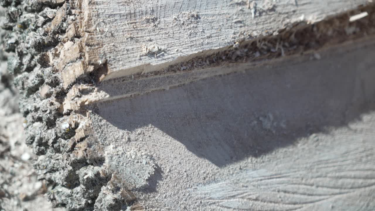 등심에 의해 절단되는 신선한 절단 나무 나무