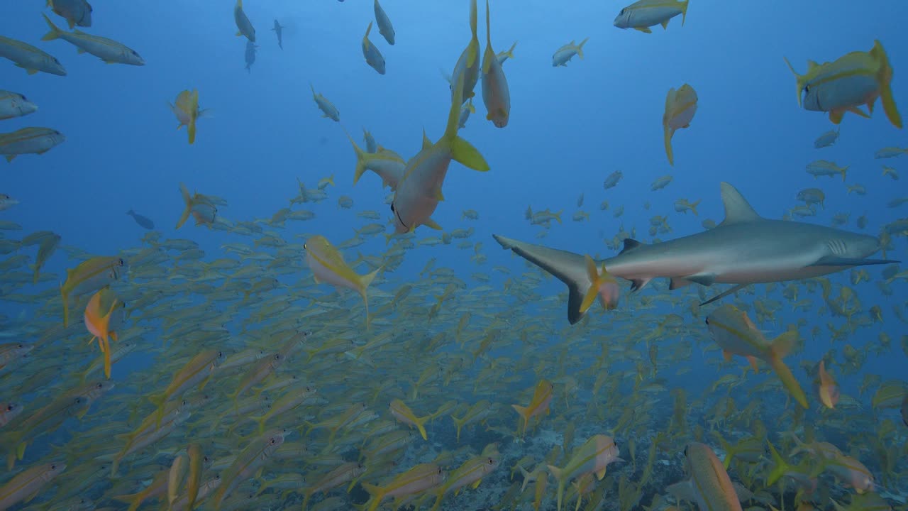 Grey reef shark appears in the middle of a big school of goatfish at the tropical coral reef of Fakarava, French Polynesia