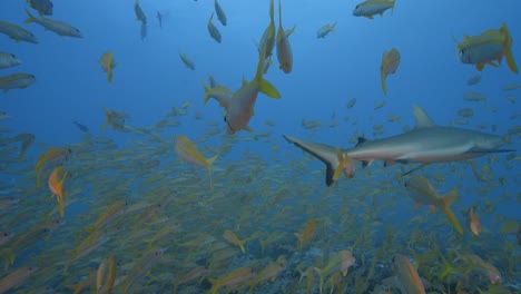 grey reef shark appears in the middle of a big school of goatfish at the tropical coral reef of fakarava, french polynesia