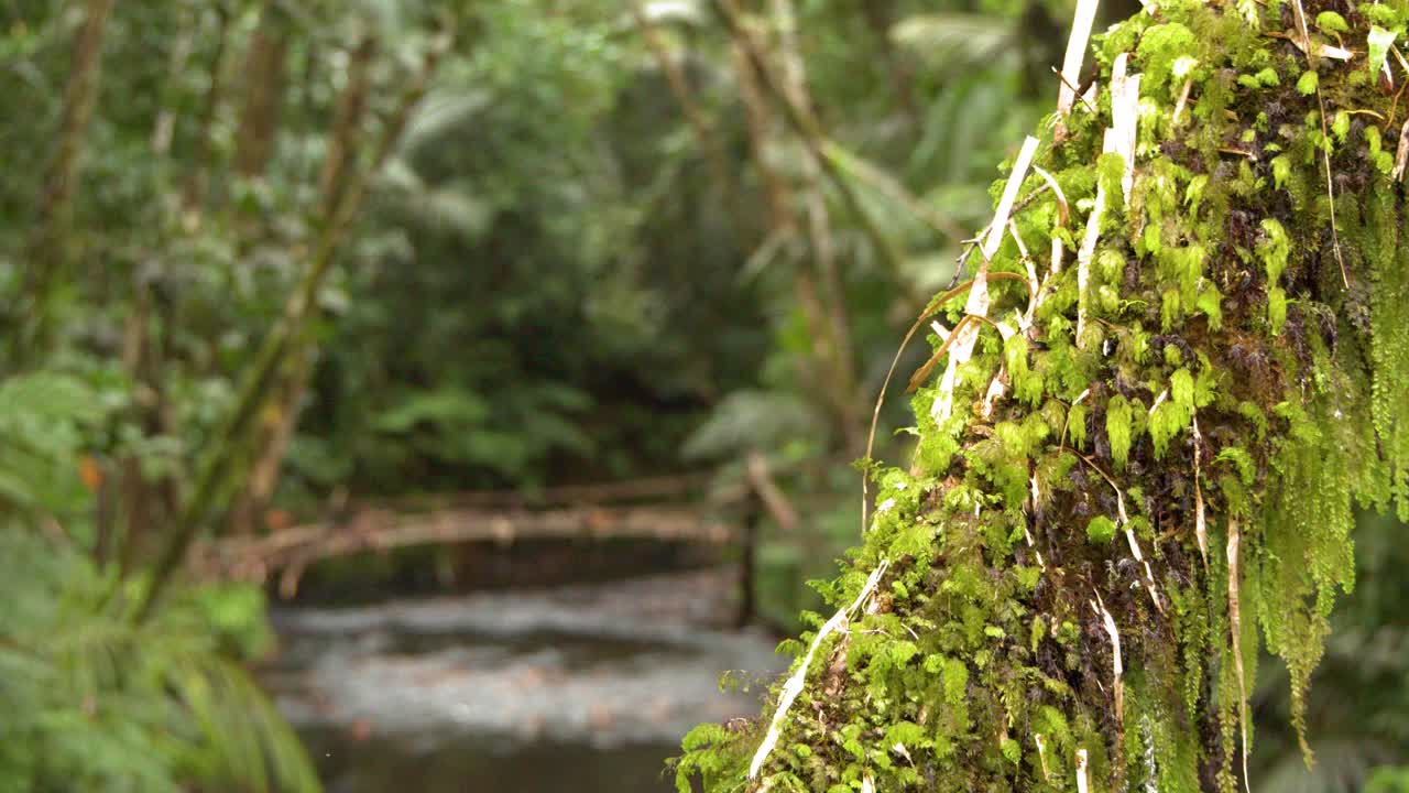 Gambar Jarak Dekat Batang Pohon Berlumut di Samping Aliran Sungai Hutan yang Mengalir