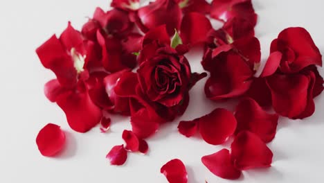 red rose and petals lying on pink background at valentine's day