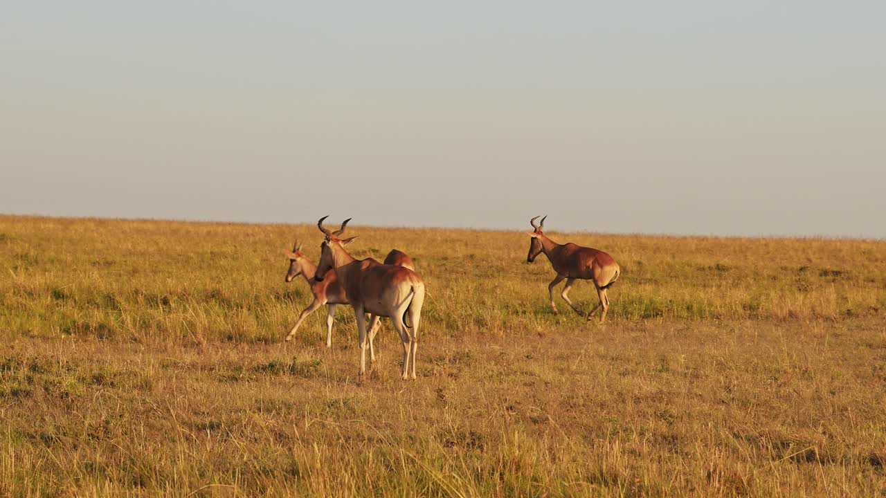 cámara lenta de hartebeest en áfrica, conduciendo a través de masai mara en un safari de vida silvestre africano, animales de masai mara en las llanuras de la sabana, steadicam gimbal filmado en masai mara en kenia