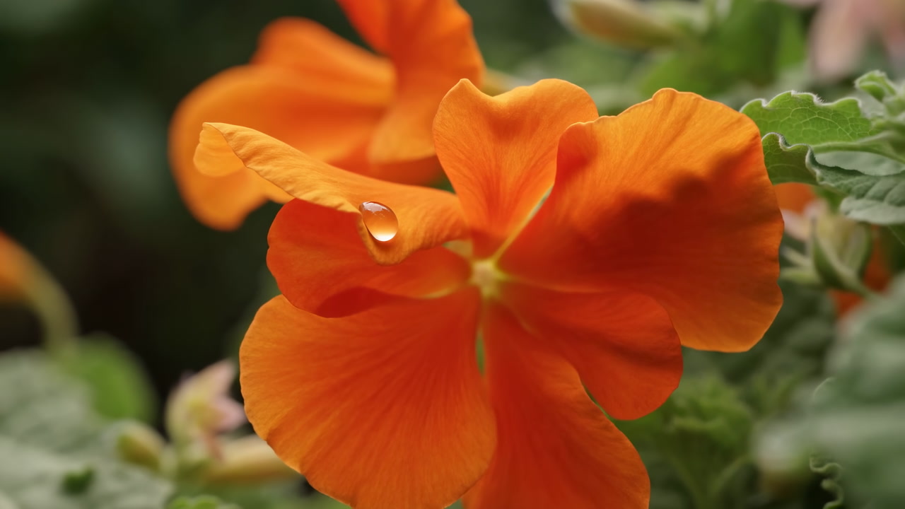 Macro Orange Flower With Dew Droplet, Serene Greenhouse Scene Showing Delicate Petals And Textured Leaves,