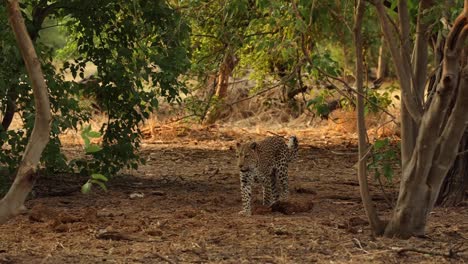 plano general de un leopardo entrando en el marco hacia la cámara, khwai botswana