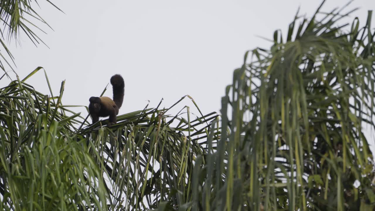 Bearded Saki Monkey on a palm tree