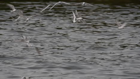 los charranes y las gaviotas que buscan comida son aves marinas migratorias a tailandia, que vuelan en círculos y se turnan para buscar comida que flota en el mar en el muelle del centro recreativo de bangpu