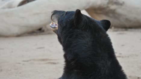 a large black bear scratches himself