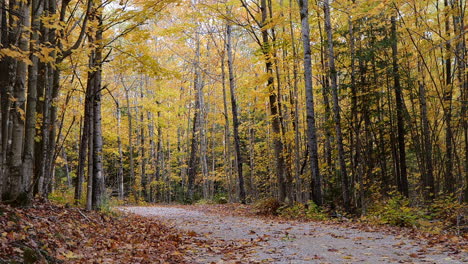 Herbstblätter-Fallen-Auf-Die-Nebenstraße