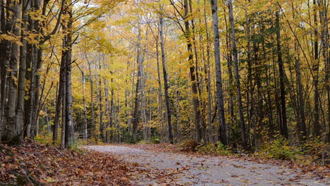 fall leaves falling on backroad