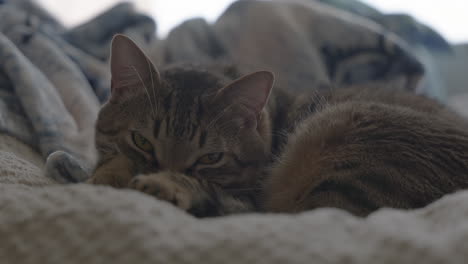 a sleepy cute tabby cat opens his eyes