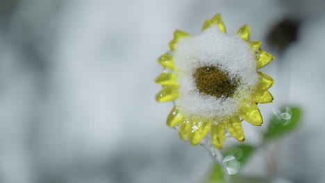 close-up of snow-covered sunflower with thick snow blanketing its yellow petals and frozen droplets, capturing winter nature's beauty with a soft blurred background