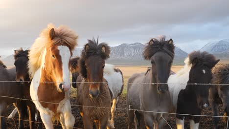 hermosos caballos islandeses junto a la valla en el sur de islandia