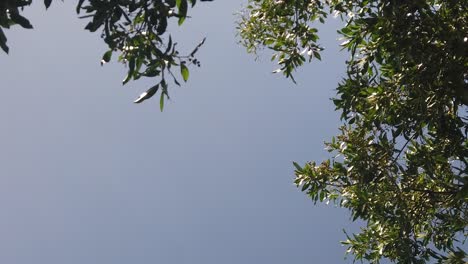 Looking-at-the-blue-sky-under-a-tree-thinking,-what-could-be-up-there