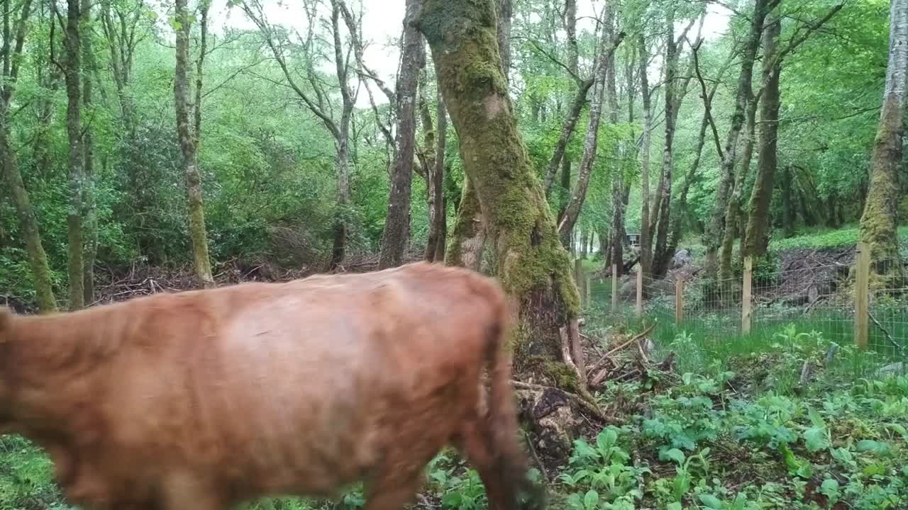 clip de ganado de las tierras altas pasando por la cámara