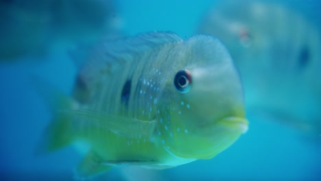 close-up of an argentine humphead fish in a blue aquatic environment