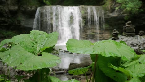 camera pans from left to right from a low angle looking through the green leaves with the waterfall in the background