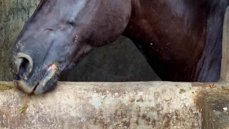 caballo en un establo