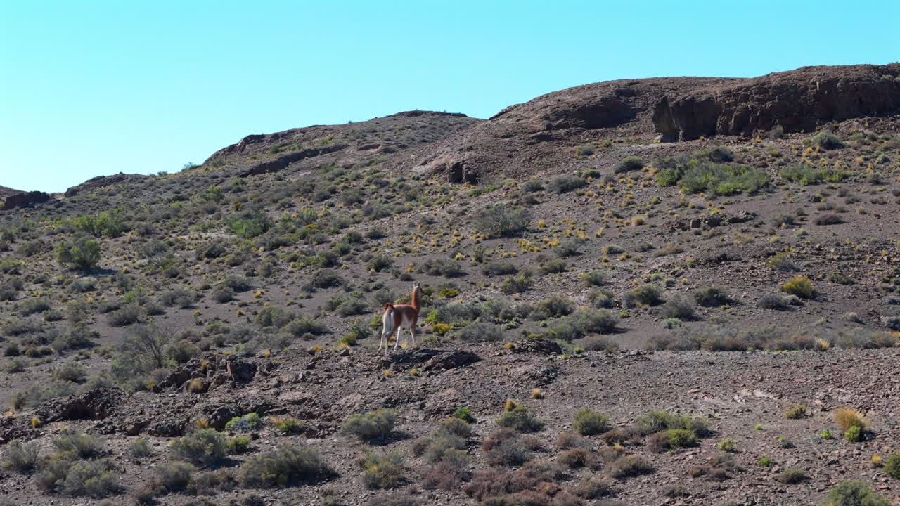 Guanaco standing alone on a rocky terrain under clear blue skies in nature