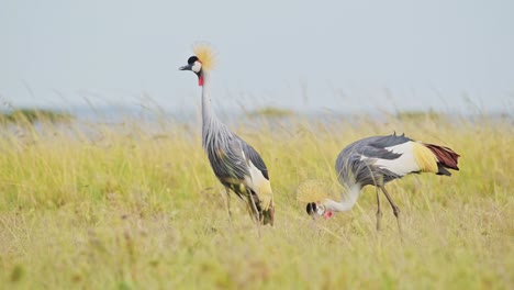 Slow-Motion-Shot-of-Two-Grey-Crowned-Cranes-grazing-in-tall-grasslands-close,-feeding-on-the-grasses-in-bright-sunlight,-windy-conditions-in-the-Masai-Mara-North-Conservancy