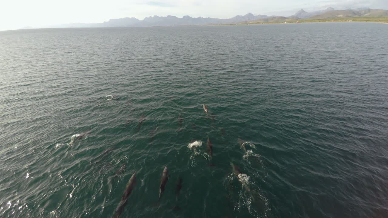 Aerial shot of a group of dolphins, Loreto Bay National Marine Park, Baja California Sur