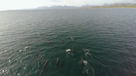 Toma-Aérea-De-Un-Grupo-De-Delfines,-Parque-Marino-Nacional-De-La-Bahía-De-Loreto,-Baja-California-Sur