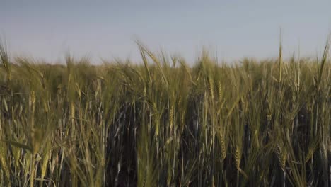 Close-view-of-a-green-and-beautiful-wheat-field-in-England-during-a-windy-and-sunny-day