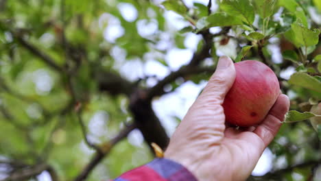 apple hanging on the tree and waving slightly on the wind. male hand picks the fruit from branch. blurred backdrop.