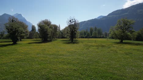 Wunderschöne-Schweizer-Wiesen-Mit-Alpenbäumen,-Landschaft.pov-Aufnahme