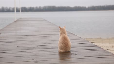 cat sitting on a pier by the lake