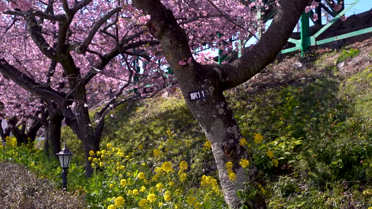 Bello e vivace albero di ciliegio Sakura rosa in fiore accanto a fiori di colza.