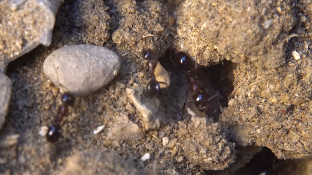 las hormigas corriendo a su hormiguero. la luz del sol de la mañana. la comunidad de hormigas.