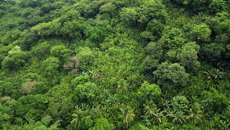 scenic aerial orbiting shot of tropical jungle mountain covered in philippine acacia and abaca trees in baras, catanduanes