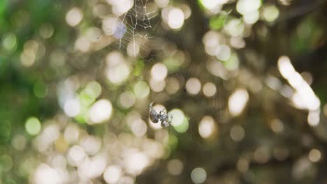 Araña-Tejedora-De-Orbe-Moviendo-Sus-Piernas-Mientras-Está-En-Una-Telaraña-En-árboles-De-Ombligo-Naranja