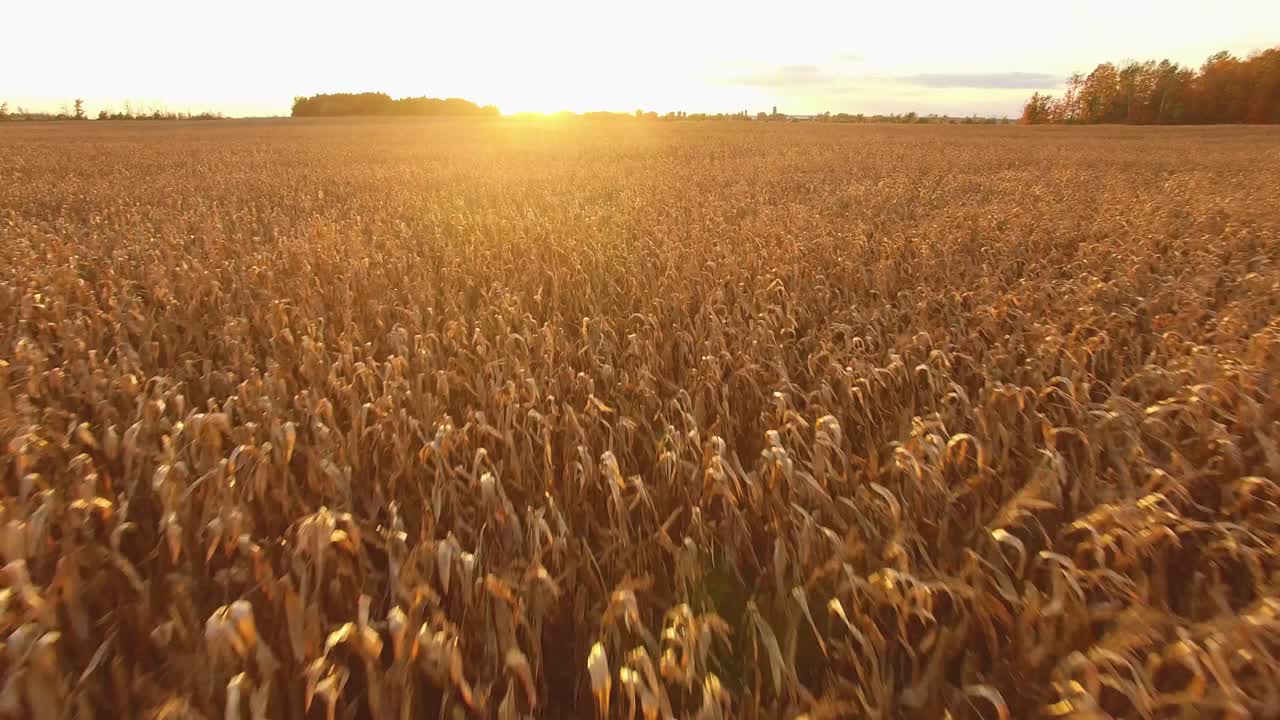 беспилотник, летящий быстро и низко, приближается и пересекает кукурузное поле с высокими сухими стеблями, готовыми к уборке урожая