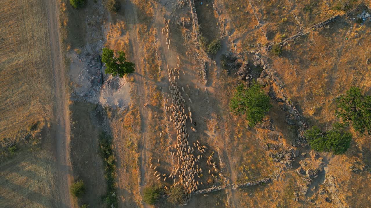4K Cinematic Drone footage of a flock of sheep in Kayseri - Turkey_08