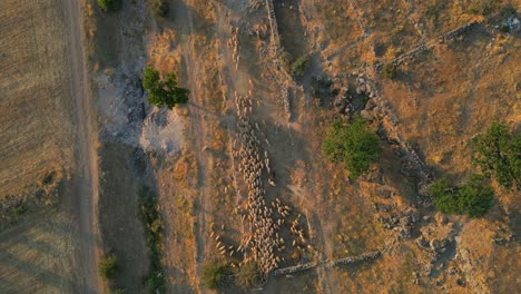 4k cinematic drone footage of a flock of sheep in kayseri - turkey_08