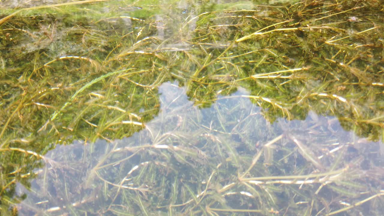Zoom in on still water surface revealing submerged aquatic plants and reflections of trees above.