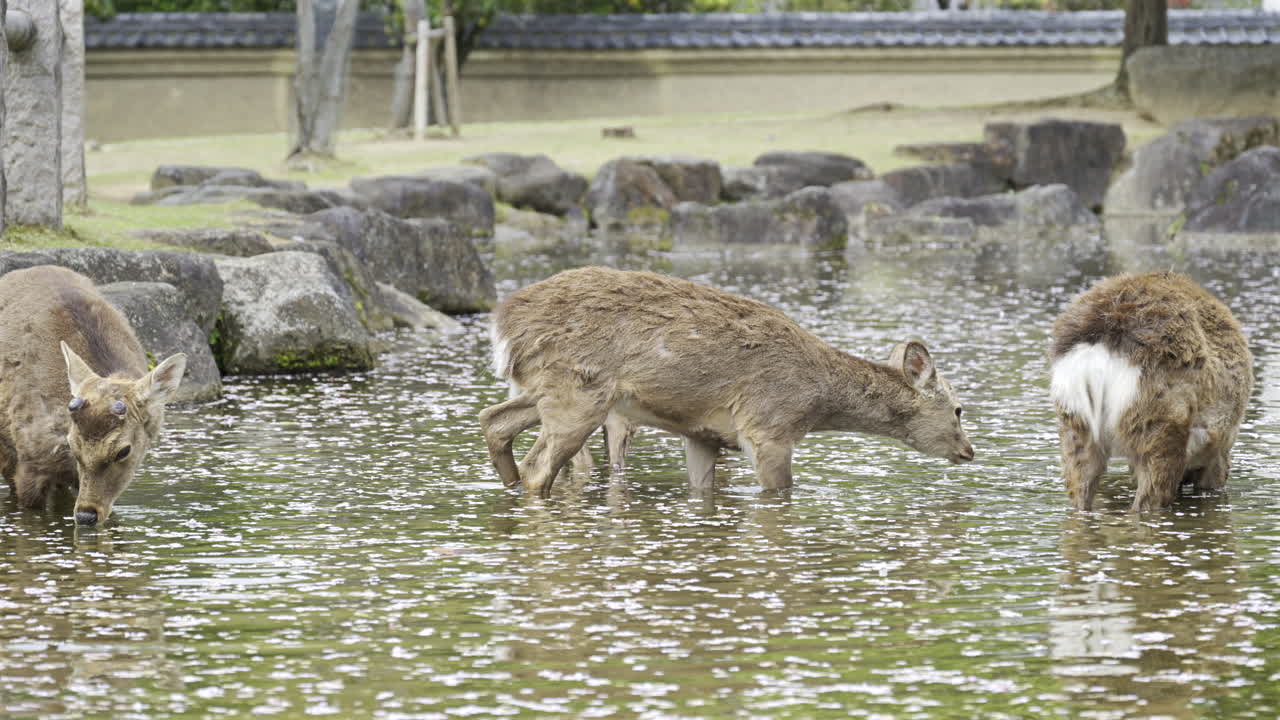 A group of deer wade through a tranquil pond, enjoying the water while cherry blossom petals float around them, creating a peaceful and picturesque environment. Nara Park, Japan