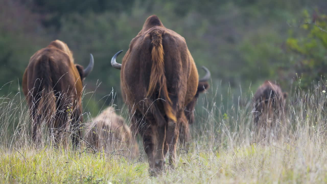 manada de bisontes europeos bonasus desde atrás,caminando en hierba larga,chequia