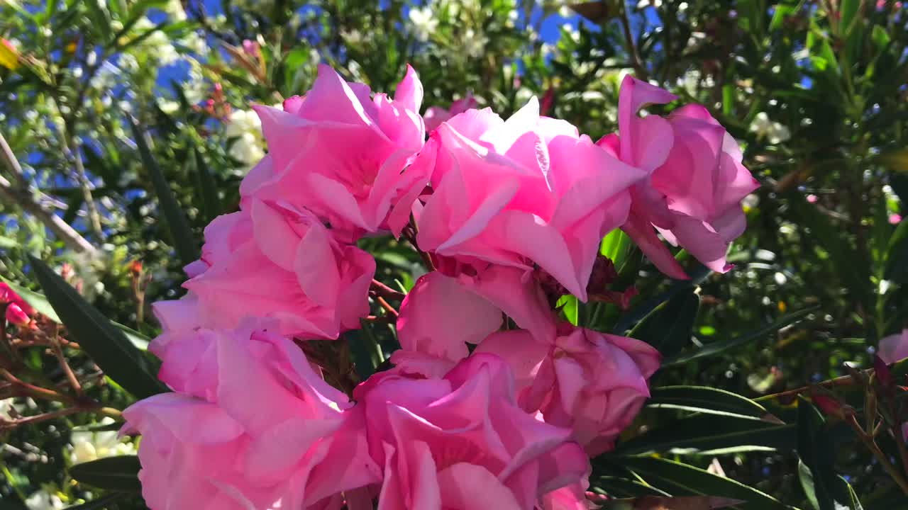 마르베야 스페인의 분홍색 협죽도 덤불과 꽃, 열대 분홍 협죽도 식물의 아름다운 근접