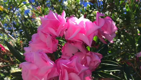 Hermoso-Primer-Plano-De-Un-Arbusto-De-Adelfa-Rosa-Y-Flores-En-Marbella-España,-Planta-De-Adelfa-Rosa-Tropical