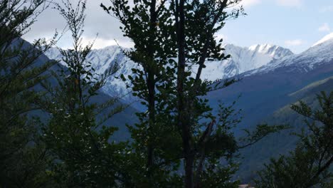 Panning-shot-of-plants-and-trees-in-foreground-and-snowy-mountain-range-in-background---Mount-Aspiring-National-Park,New-zealand