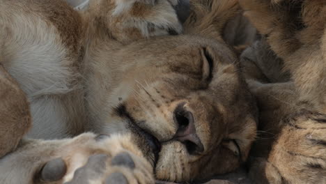 León-Bebé-Durmiendo.-Cachorro-De-León.-Fotografía-De-Cerca