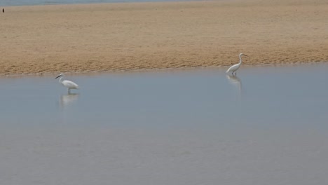 Zwei-Seidenreiher-Fangen-Fische-Am-Sandstrand-Und-Angeln-Im-Flachen-Meerwasserbecken-Bei-Ebbe