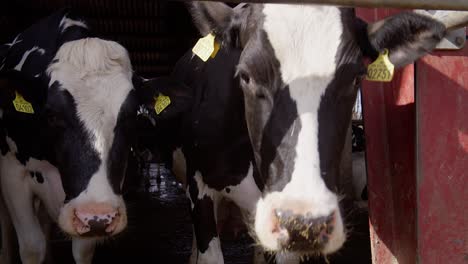 Modern-farm-cowshed-with-dairy-cows-eating-hay,-dairy-farm